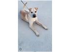 Goldie Shar Pei Adult Female