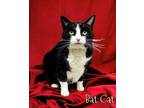 Bat Cat 30210 Domestic Shorthair Senior Female