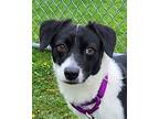 Peanut Border Collie Young Male