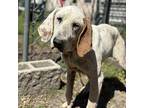 Gretchen Hound (Unknown Type) Senior Female