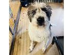 Jacks Labradoodle Young Male