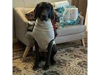Cody Weimaraner Young Male