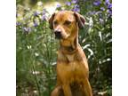 Rosemary* Mixed Breed (Large) Young Female