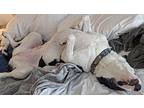 Oreo f/k/a Peggy Great Pyrenees Adult Female
