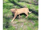 Natalie Mountain Cur Puppy Female