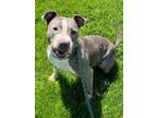 Amber American Pit Bull Terrier Adult Female