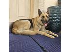 Greta German Shepherd Dog Young Female