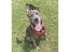 Navi *Courtesy Cupid* Labrador Retriever Adult Female