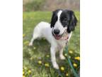 Tofu - Available In Foster German Shorthaired Pointer Senior Female
