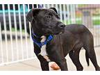 Mason Labrador Retriever Puppy Male