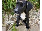 Merrifield Mixed Breed (Medium) Puppy Female