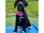 Matilda Labrador Retriever Puppy Female