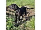 Ben Labrador Retriever Young Male