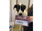 Chris Catahoula Leopard Dog Puppy Male