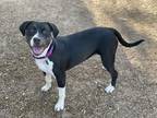 Pandora Labrador Retriever Puppy Female