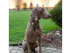 Liesel Weimaraner Senior Female