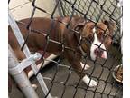 Grayson American Pit Bull Terrier Adult Male