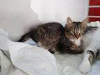 Skye- (carol) Domestic Mediumhair Kitten Female