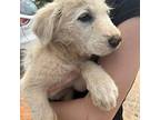 Saint Komondor Young Male