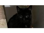 Wish 2 American Shorthair Adult Female