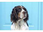 CHANCE English Springer Spaniel Adult Male