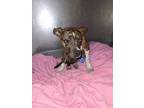 Reagan American Pit Bull Terrier Puppy Male