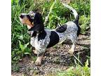 Minnie Basset Hound Young Female