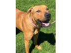 Ginger American Pit Bull Terrier Puppy Female