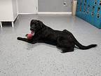 McDREAMY Labrador Retriever Young Male