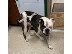 Barbie American Bulldog Adult Female