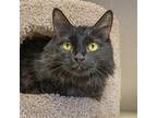 Abby Domestic Longhair Senior Female