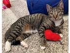 Oakley Domestic Shorthair Young Female
