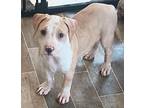 Aaron American Bulldog Puppy Male