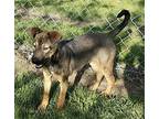 PEACE LILY German Shepherd Dog Puppy Female