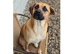 Brownie Labrador Retriever Young Male