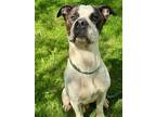 Vincent American Pit Bull Terrier Adult Male