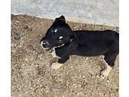 Orlando Labrador Retriever Puppy Male