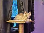 Cheese Domestic Shorthair Kitten Male