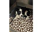 Bindi Border Collie Adult Female