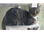 Mr. Little Domestic Shorthair Kitten Male