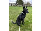 Dawg German Shepherd Dog Adult Male