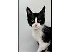 Harbison Domestic Mediumhair Kitten Male