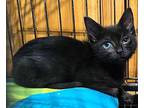 Nyx Domestic Shorthair Kitten Female