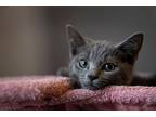 Willow British Shorthair Kitten Male