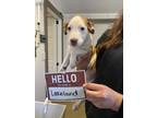 Lakeland Catahoula Leopard Dog Puppy Female