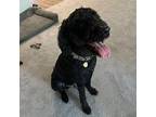 Samson Goldendoodle Senior Male