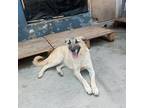 Diva Labrador Retriever Adult Female