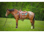 Really Fun, Very Well Broke Bay Blanketed Appaloosa Gelding, Neck Reins