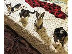 LongTail Domestic Shorthair Kitten Male