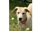 Cottie Mixed Breed (Large) Puppy Male